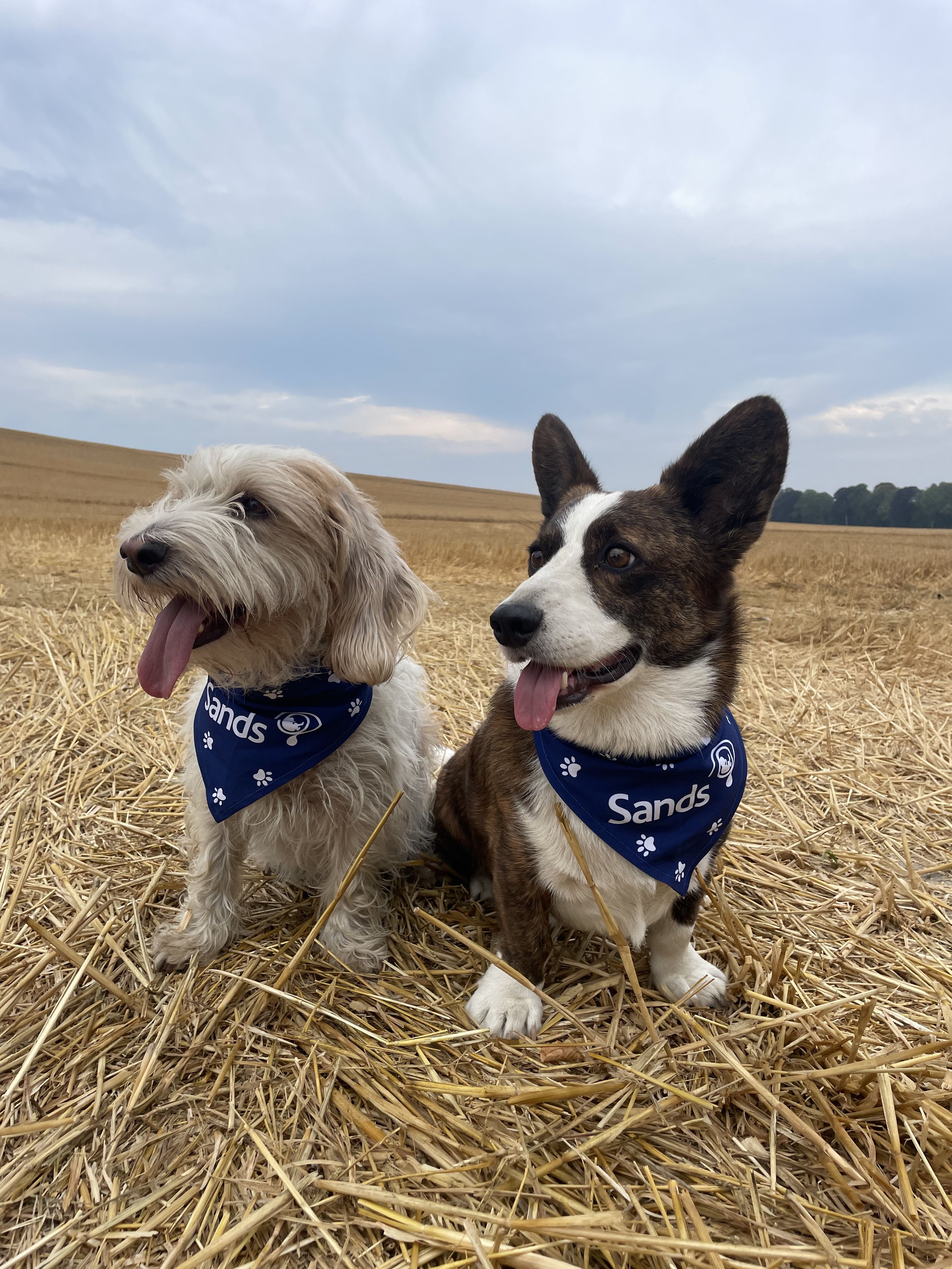 2 happy dogs standing in a field. They are wearing dark blue Sands bandanas around their necks.